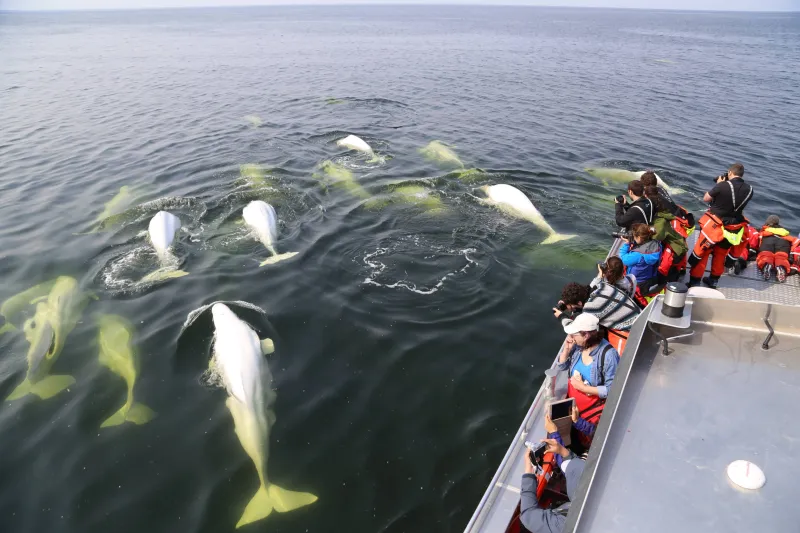 Beluga Whale