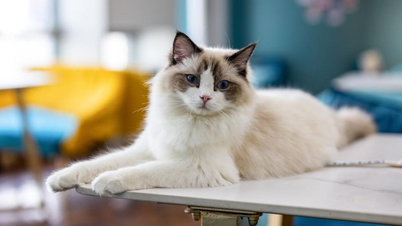 Ragdoll