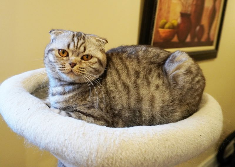 Scottish Fold