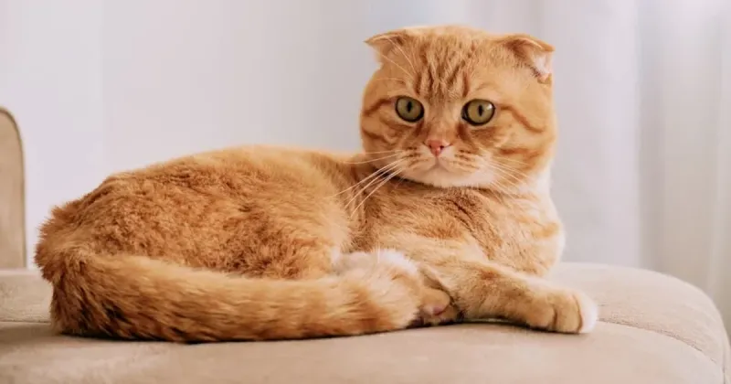 Scottish Fold