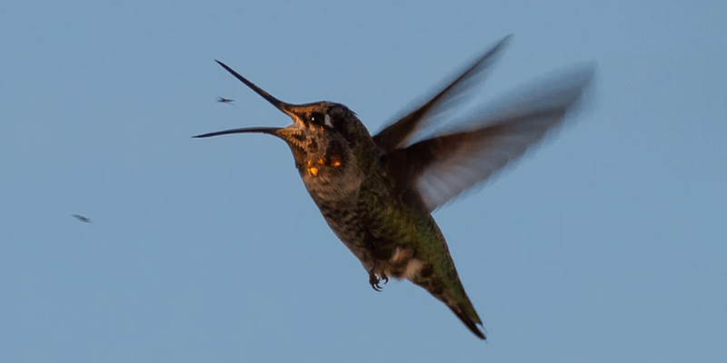 Birds