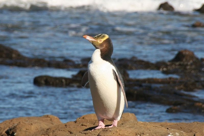 Yellow-eyed Penguins
