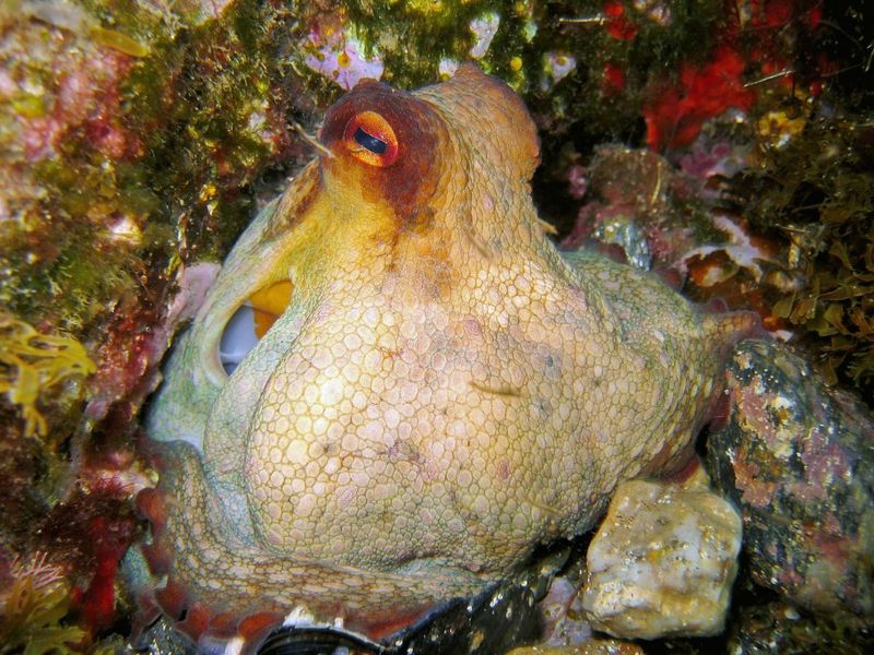 Octopus