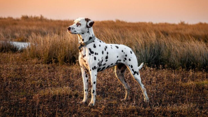 Spot On! 10 Dog Breeds With Eye-Catching Dots
