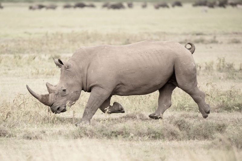 Rhinoceros