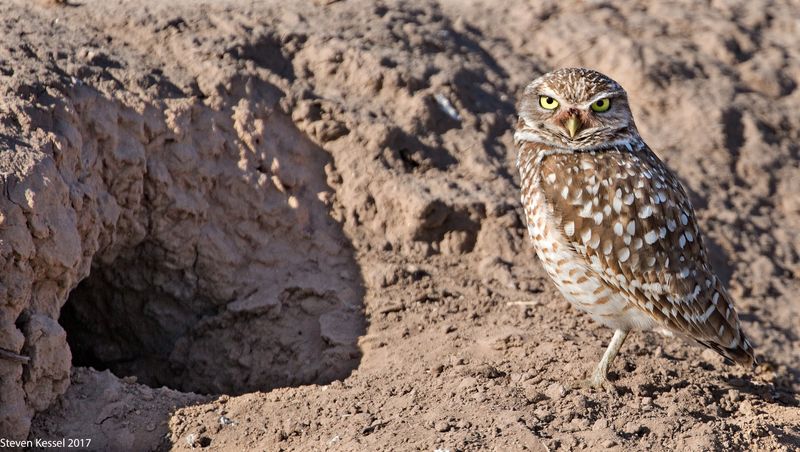 Burrowing Owl