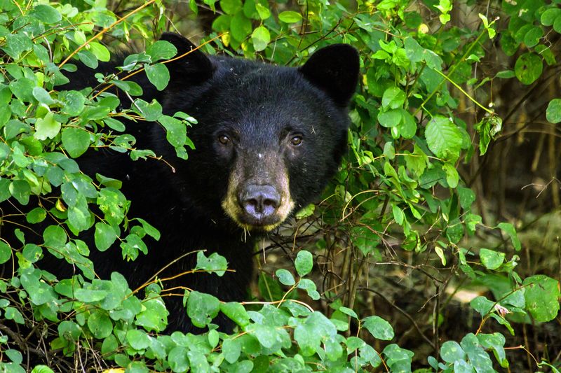 Black Bear
