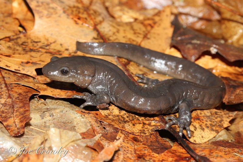 Jefferson Salamander