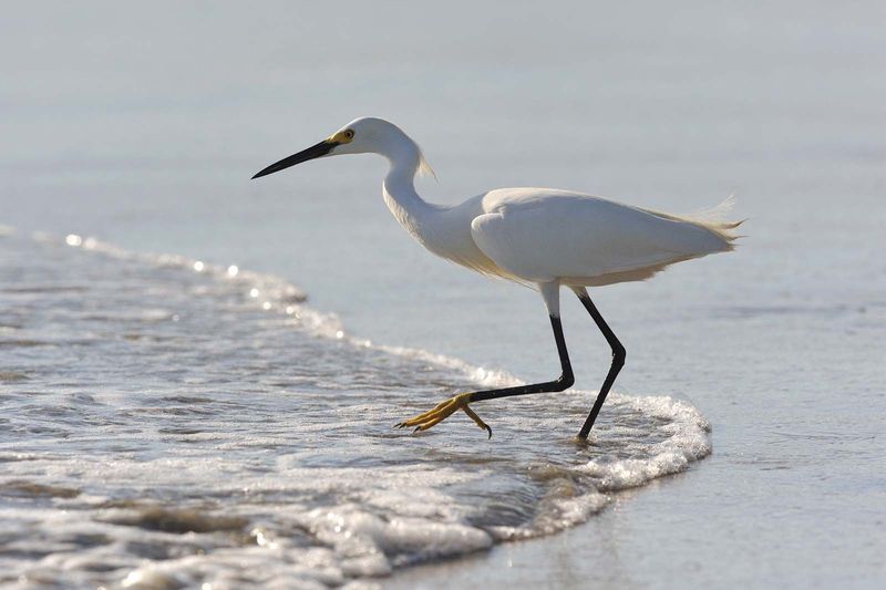Snowy Egret