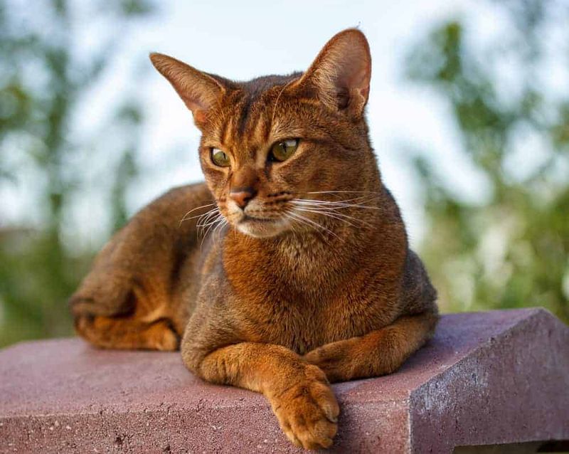 Ticked Tabby (Agouti Tabby)
