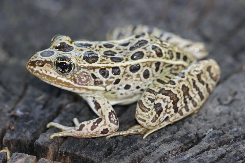 Northern Leopard Frog