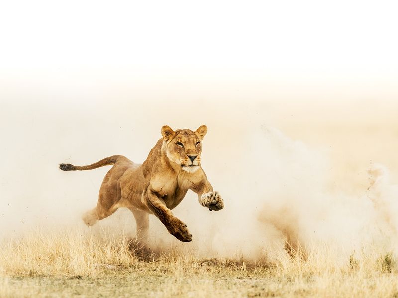 Lion