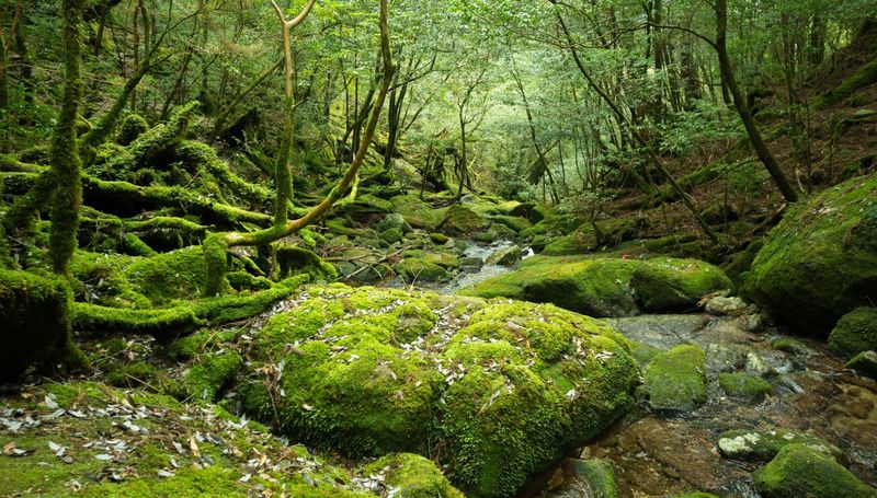 Moss