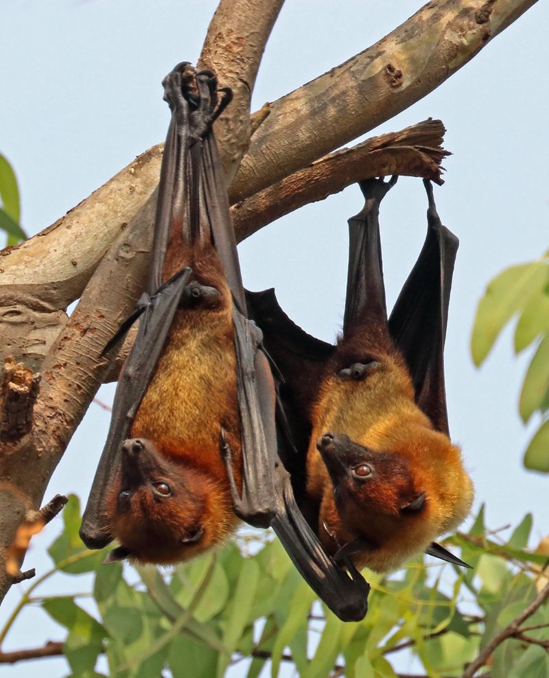 Indian Flying Fox