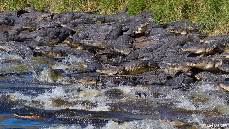 Myakka River