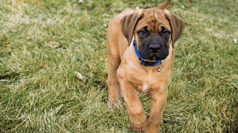 English Mastiff