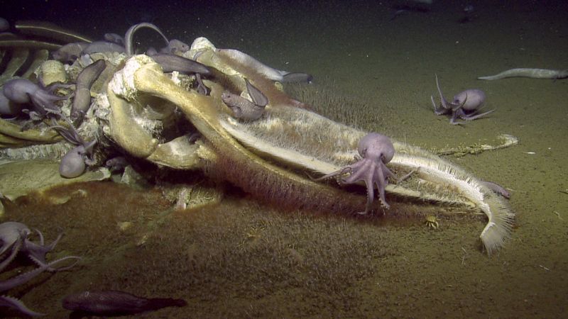 Stage 5: Unique Ecosystems Emerge