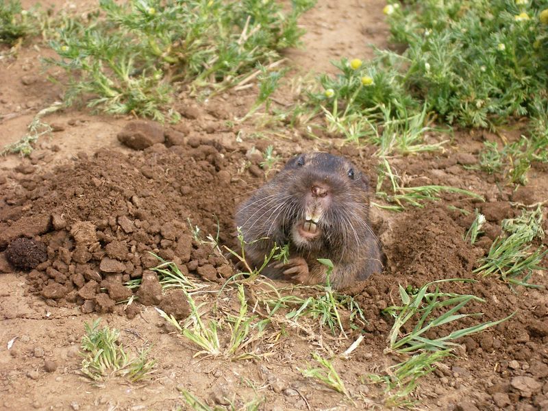 Pocket Gopher