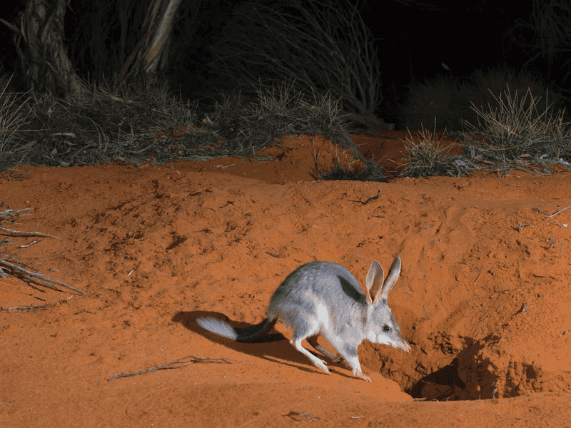 Bilby