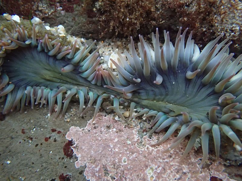 Sea Anemone