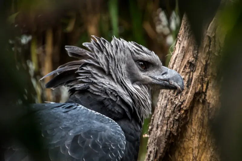 Regal Crest