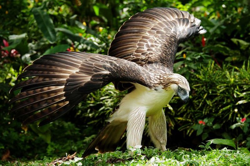 Philippine Eagle