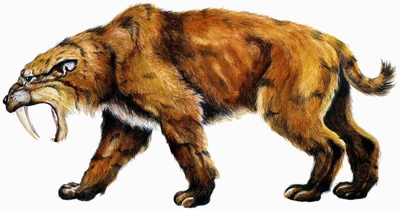 Sabertooth Cat