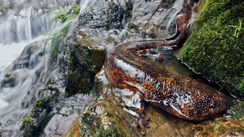 Japanese Giant Salamander