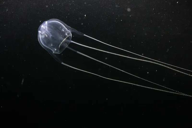 Irukandji Jellyfish