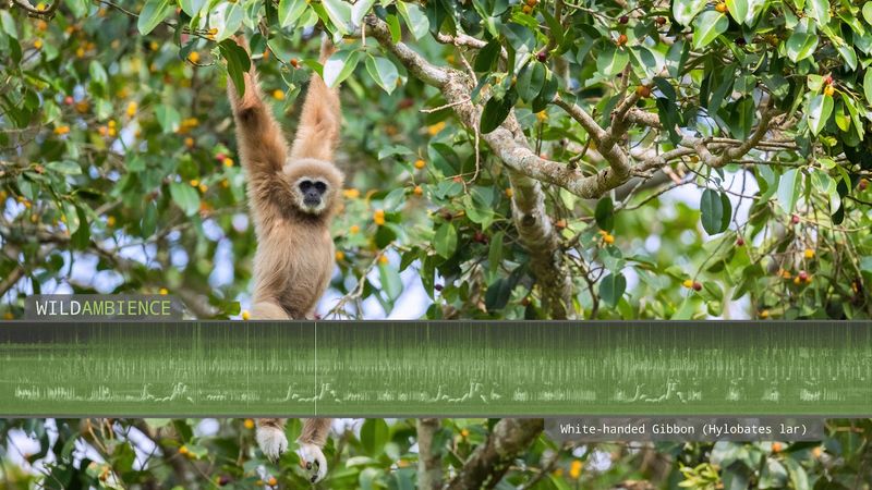 Gibbon