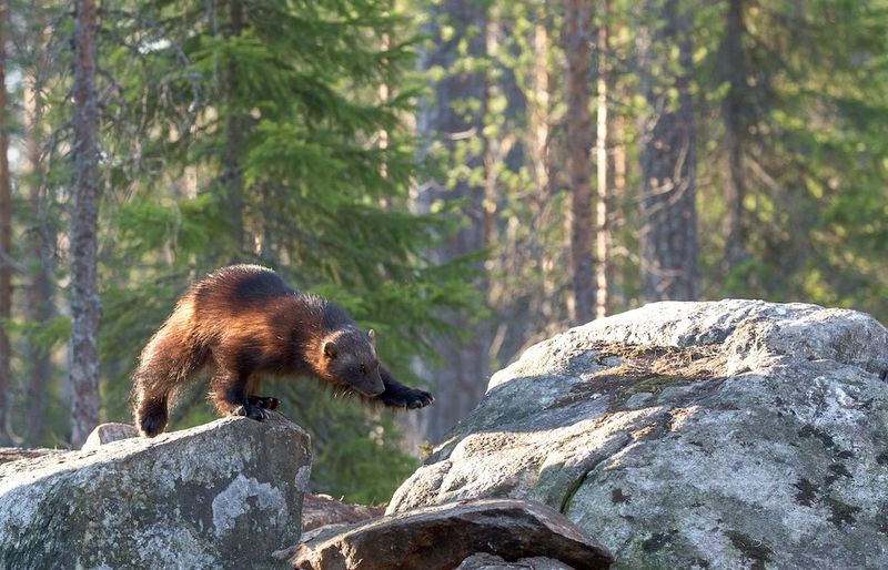 Wolverine