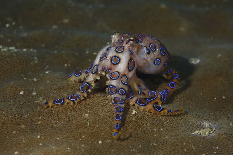 Blue-Ringed Octopus