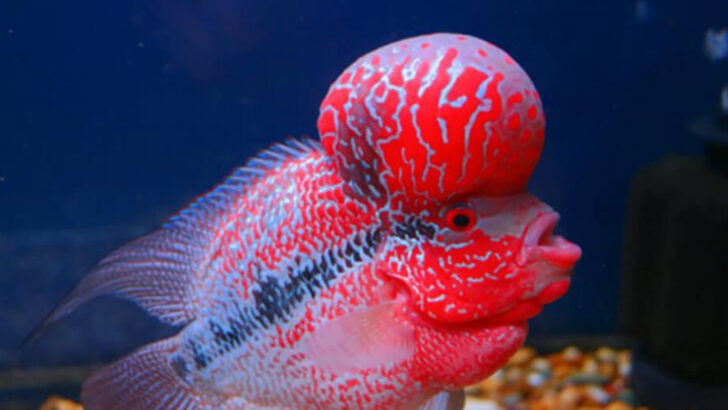 Strange Swimmers: 10 Hybrid Fish That Actually Exist
