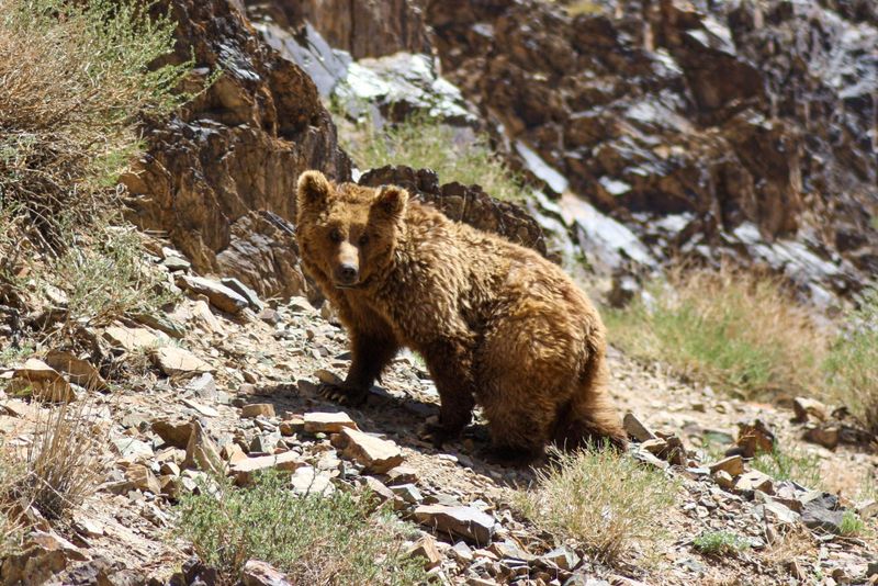 Gobi Bear (Mazaalai)