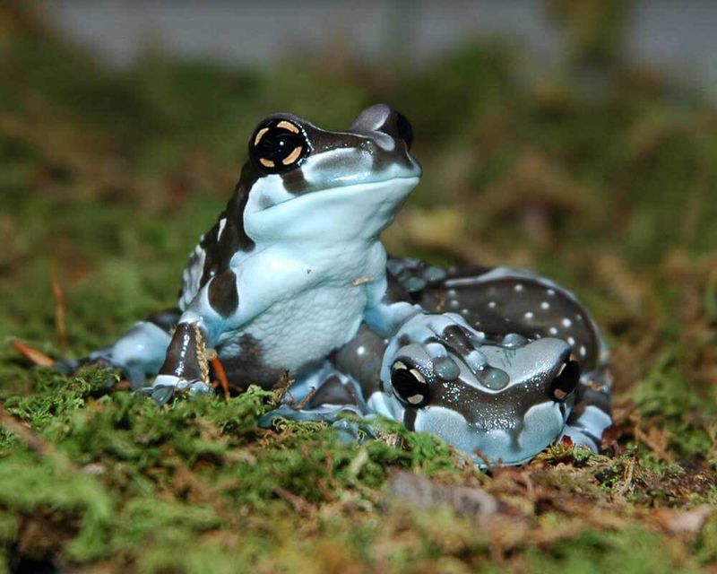Amazon Milk Frog