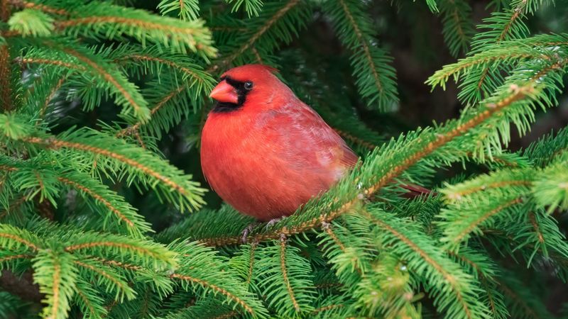 Northern Cardinal