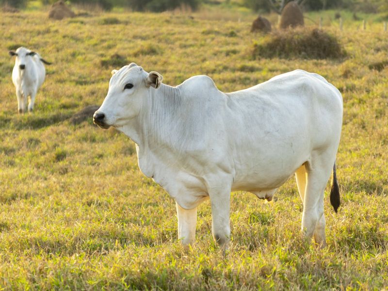 Disease Resistance