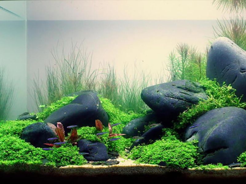 Control Algae Growth