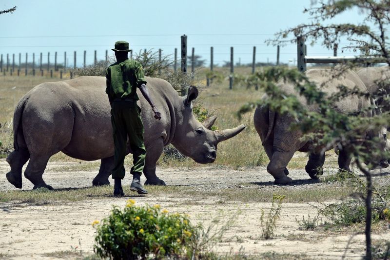 Conservation Efforts at Ol Pejeta