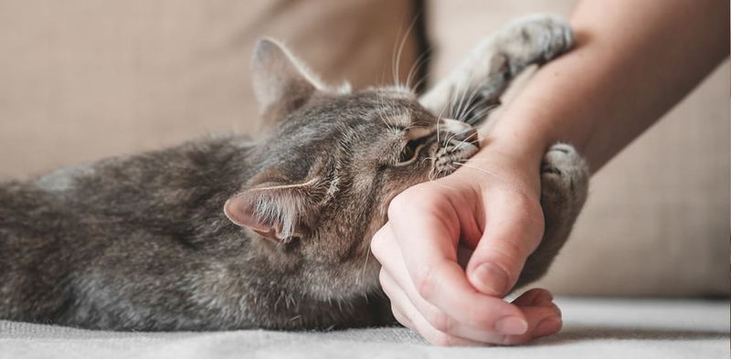Playful Aggression