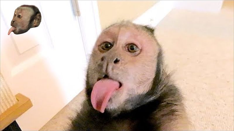 Capuchin Monkey