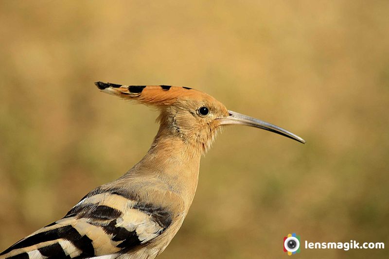 Eurasian Hoopoe