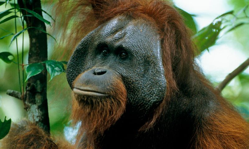 Bornean Orangutan