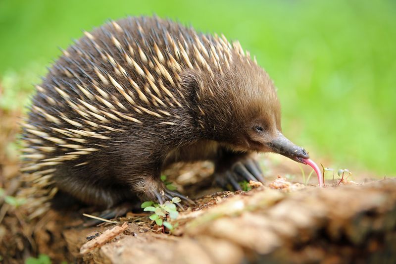 Echidna