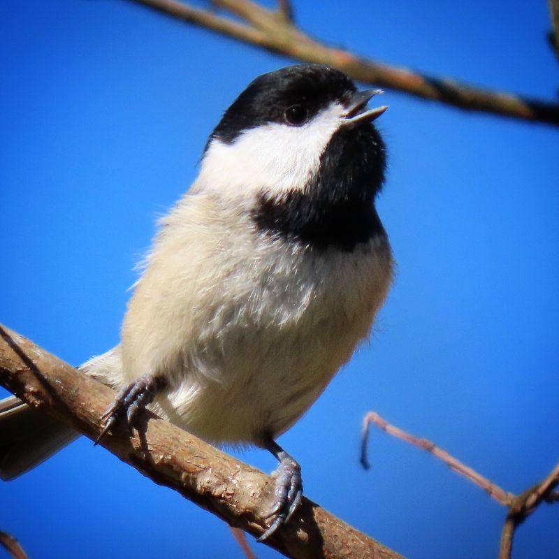 Cheerful Chickadee