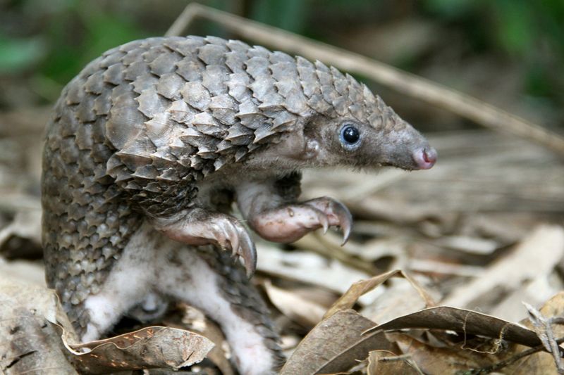 White-bellied Pangolin