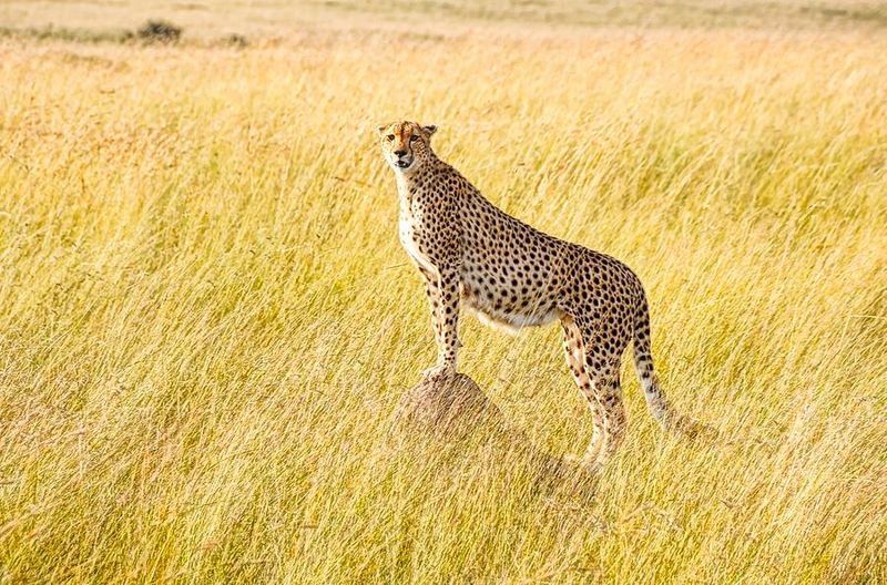 Masai Mara, Kenya