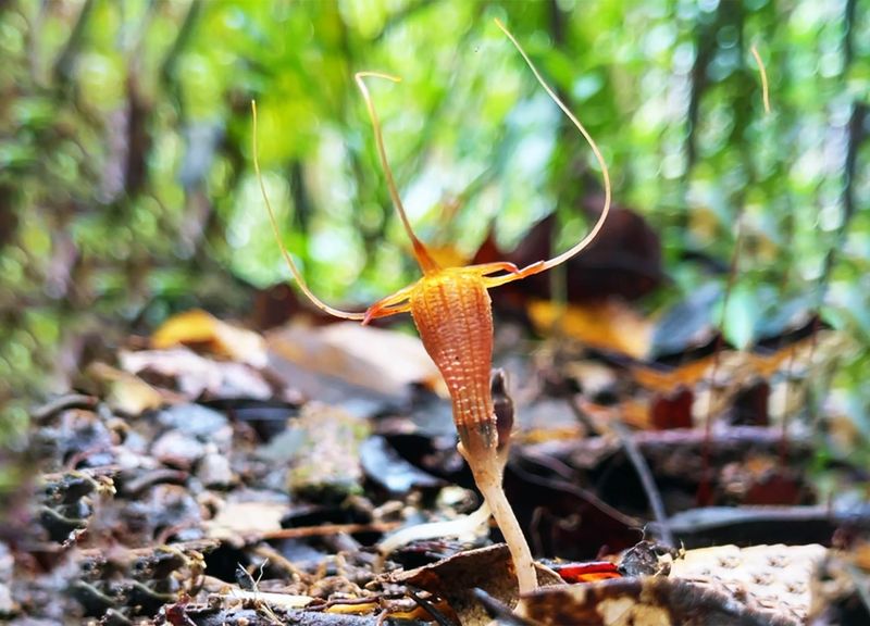 Fairy Lantern Plant