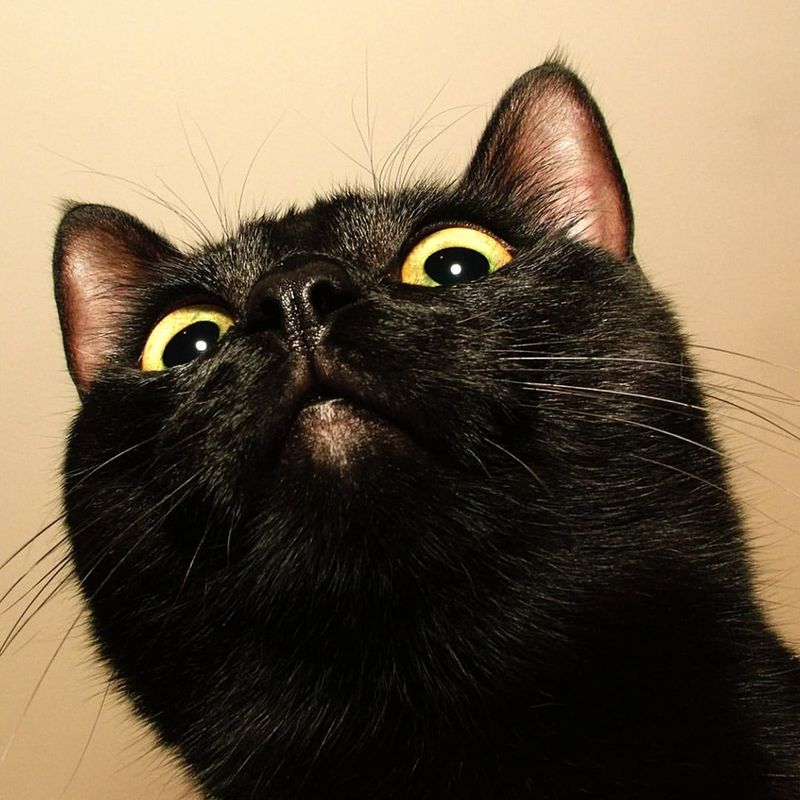 Superstition: They’re Witches’ Familiars
