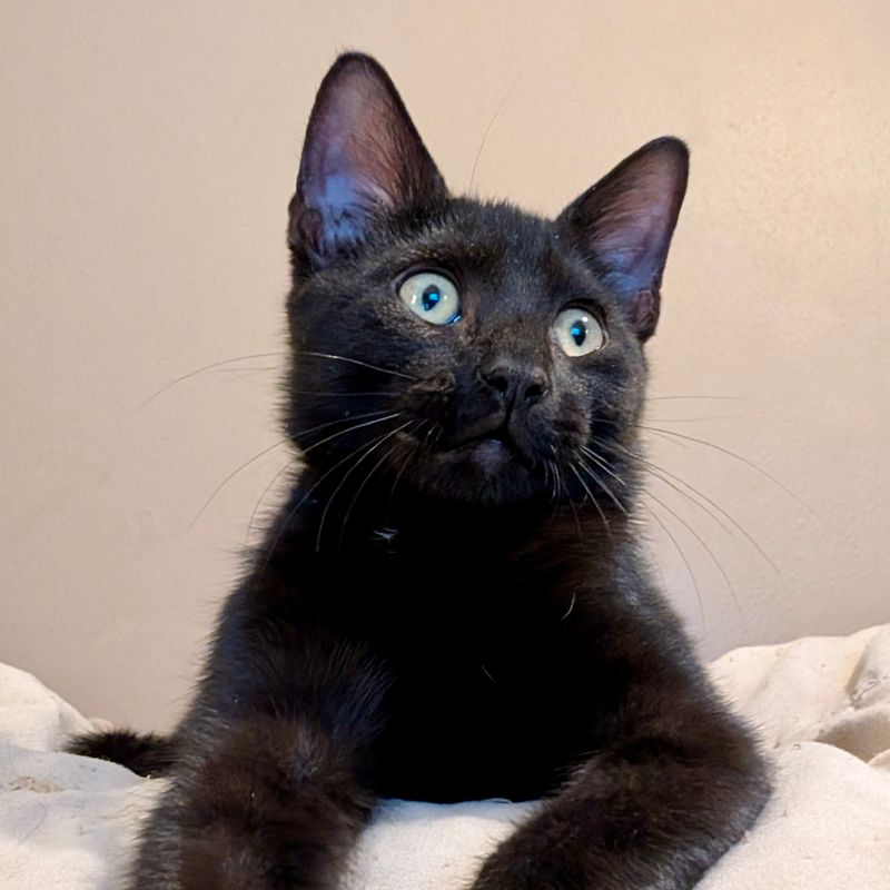 Superstition: Black Cats Are Aggressive or Mean